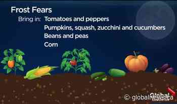 How gardeners can protect plants against frost