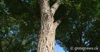 Dutch elm disease confirmed in Saskatoon’s Montgomery Place neighbourhood