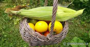 What to harvest from your garden when frost is in the forecast