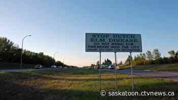 City's first case of Dutch elm disease since 2015 found in Saskatoon tree