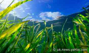 Welsh seagrass meadow sows hope for global restoration