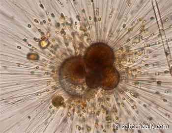 Massive Volcanism Sent Great Waves of Carbon Into the Oceans Over Thousands of Years – Far Outpaced by Humans Now