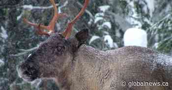 Caribou herd in Jasper National Park considered locally extinct as other herds in park face challenges