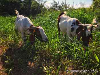 The Houston Arboretum is bringing in 120 goats to mow the lawn next month - Chron