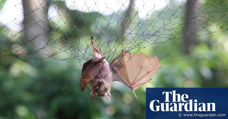 'Why wait for it?' How to predict a pandemic