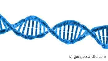 First Gene Edited Livestock Created Serve as Super Surrogates Washington State University US