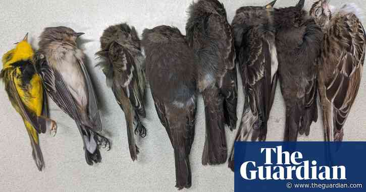 Birds 'falling out of the sky' in mass die-off in south-western US