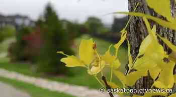 Frost advisories have been lifted, but the cool air remains: This is your Saskatoon forecast