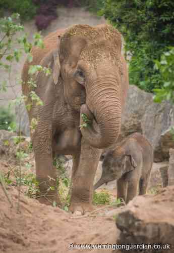 Much-loved elephant who has been at Chester Zoo since 1991 sadly dies