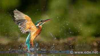 Charities urge Boris Johnson to create 'new era for nature' post-Covid-19