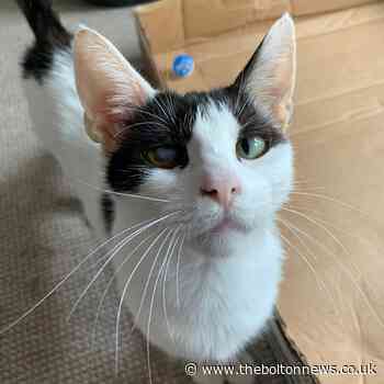 Cat found pregnant and homeless seeking home