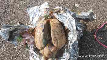 Man Finds Apparent Brain Washed Ashore On Beach