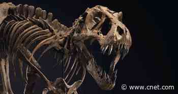 The skeleton of Stan the famous T. rex could be yours for mere millions     - CNET