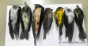 Birds are dropping dead in New Mexico, potentially in the 'hundreds of thousands'