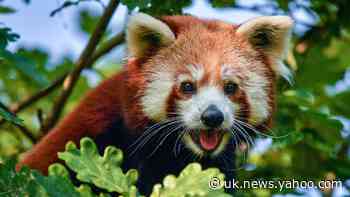 In Video: Bristol Zoo celebrates ahead of Red Panda Day with new arrival