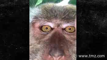 Monkey Steals Man's Phone, Snaps Selfies