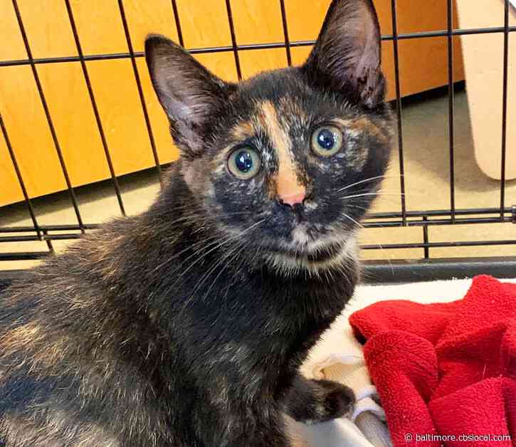 Maple The Cat Is Up For Adoption At The MDSPCA