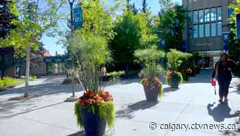 Coronavirus case confirmed at Calgary's Mount Royal University