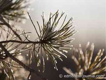 Edmonton weather: Cool, windy day with a risk of frost overnight - Edmonton Journal