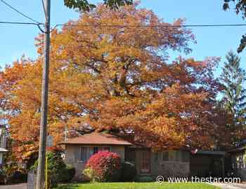 Help us save Toronto’s oldest tree - Toronto Star