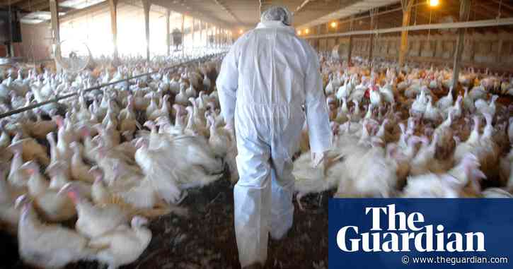 'You got it': how bird flu turned one US farmer's life upside down