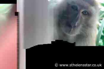 Just monkeying around: Primate takes phone and then selfies - St Helens Star
