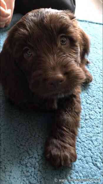 High school recruit newest staff member - therapy dog Rolo - St Helens Star