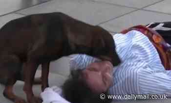 Stealing the show: Stray dog interrupts street performance to comfort actor pretending to be hurt