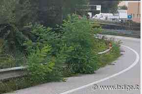 Trento Nord e via Bolzano, svincoli "invasi" dall'erba alta - l'Adige - Quotidiano indipendente del Trentino Alto Adige