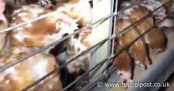 'No hen left behind': Thousands of chickens saved from slaughter