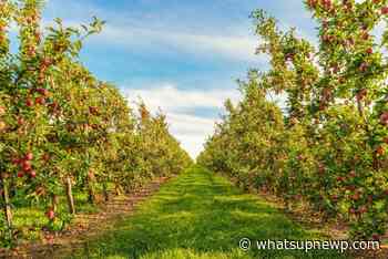 Energy-Saving Trees Program providing 1200 free trees to Rhode Island homeowners this fall - What'sUpNewp