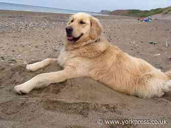 Poorly pup gets back to the beach - thanks to taxi