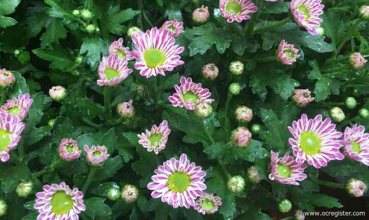 These stars of fall flower gardens are starting to appear for sale in nurseries