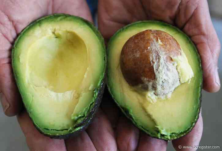 Is it safe to eat squirrel-bitten avocados?