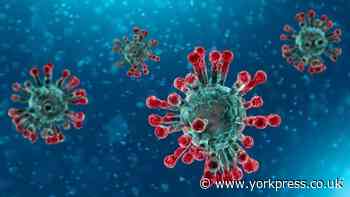 York records 15 more coronavirus cases in last 24 hours