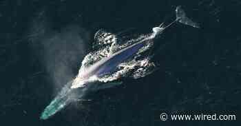 Want to Save the Whales? Eavesdrop on Their Calls