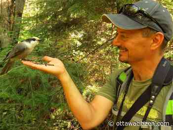 Cheskey: Ontario's cormorant 'hunt' is based on pandering rather than science