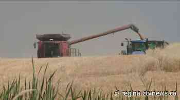 Sask. farmers make significant harvest progress: Crop report