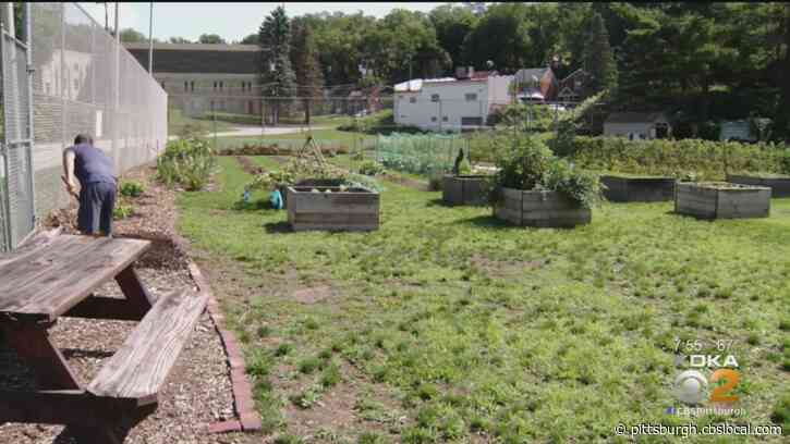 On A Positive Note: Volunteers In Turtle Creek Turn Overgrown Baseball Field Into Community Garden