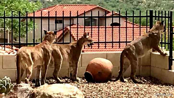 Mountain lions spotted in Tucson foothills area