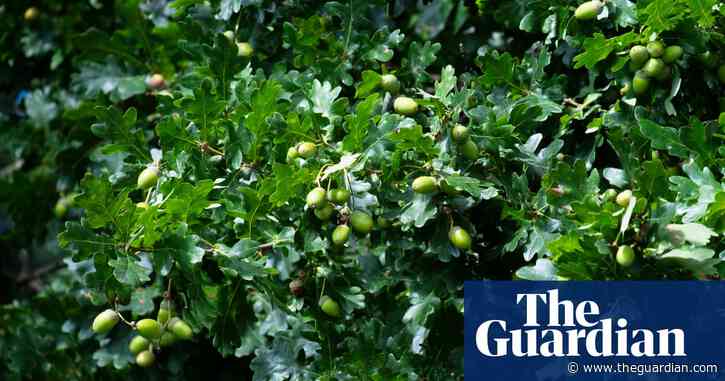 Country diary: mighty oaks from acorns grow, but most are foiled by feet