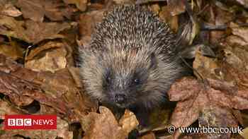 Experts call for new era for wildlife in UK