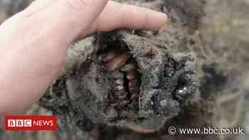 Bear from Ice Age found 'completely preserved' in Russian Arctic