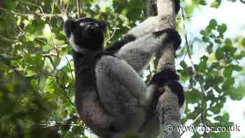 Extinction: Urgent change needed to save species, says UN