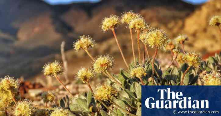 'Unfathomable destruction': thousands of rare wildflowers wiped out in Nevada