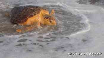 Once near death, rescued sea turtles sent back to the ocean