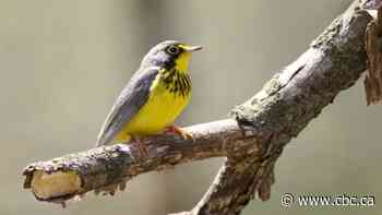 Why birds migrate through cities — and how you can help them succeed