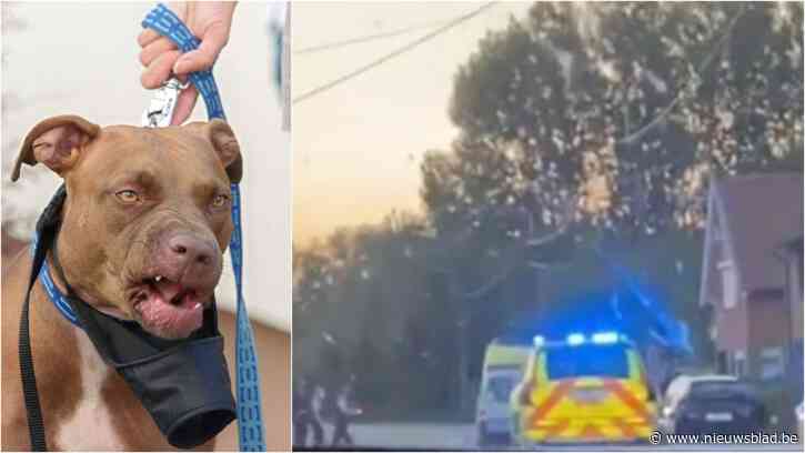 Jonge vrouw aangevallen door twee pitbulls: “Zelfs baasje kreeg honden niet van slachtoffer. Pure horror”