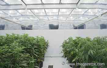 Medical marijuana dispensary license approved for Iowa City - The Gazette