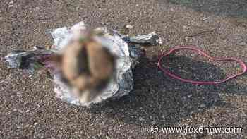 Medical examiner: Brain found along Racine beach not human - fox6now.com